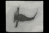Eurypterus (Sea Scorpion) Fossil - New York #173016-1